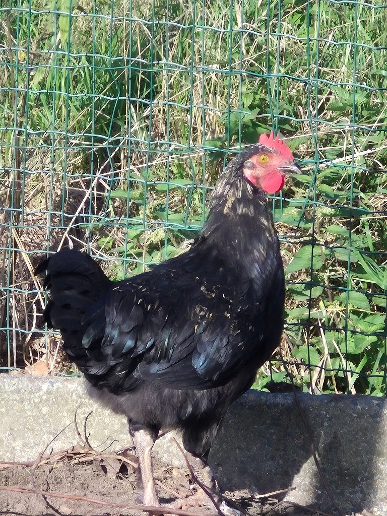 haan, Mâle, Poule ou poulet