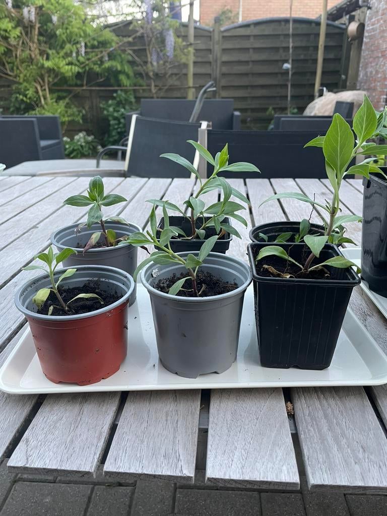 Mooie plantjes Rode Valeriaan, Volle zon, Vaste plant, Zomer, Ophalen