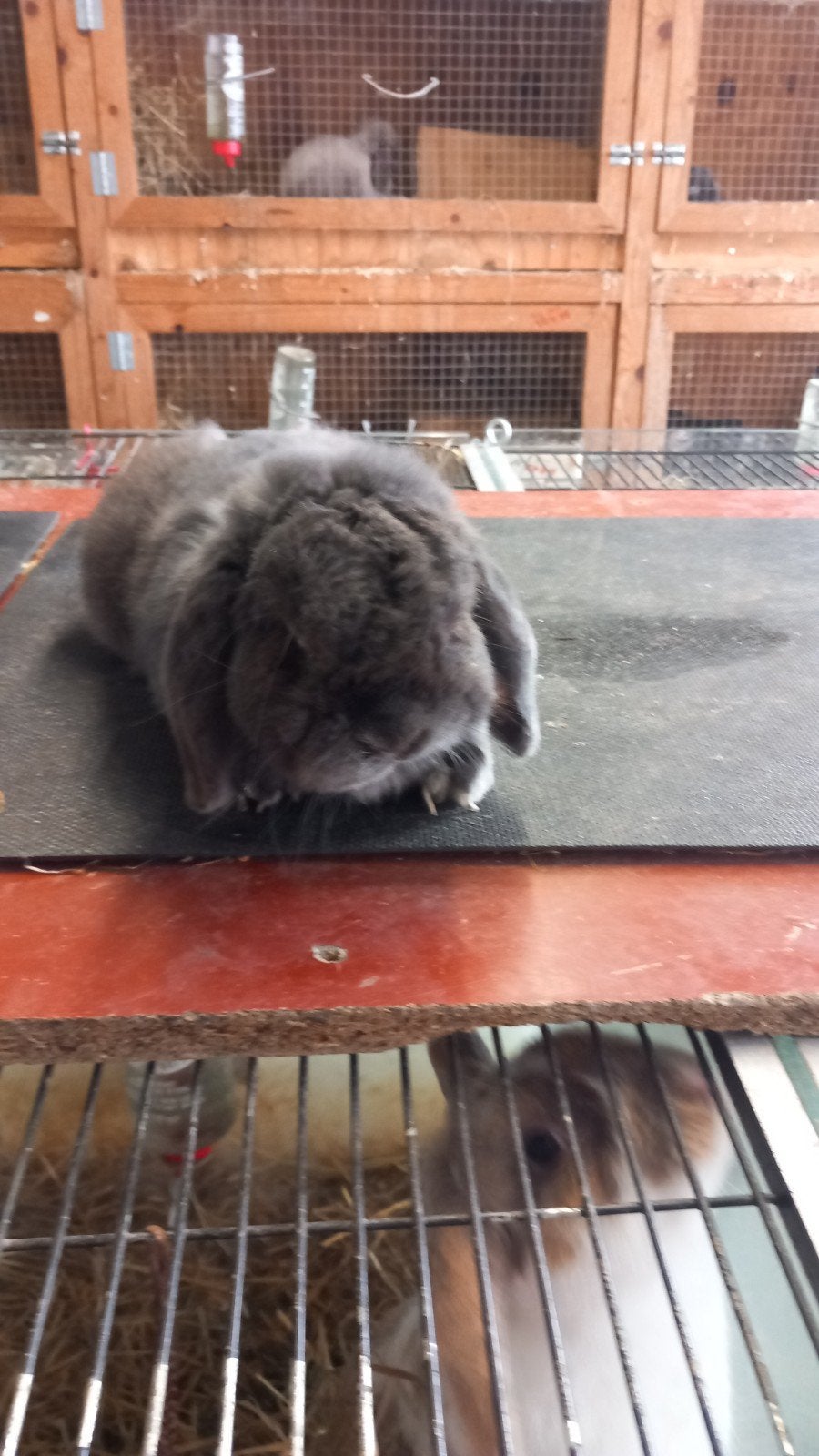 Ram 2 en een half jaar  10 euro, Animaux & Accessoires, Lapins, Oreilles tombantes