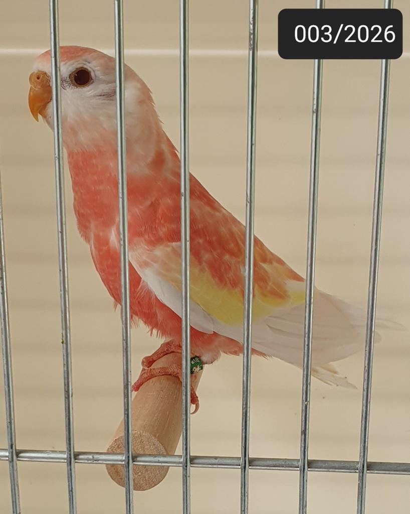4-1 opaline-ino (rubino) bourke parkieten 2026 ek, Dieren en Toebehoren, Meerdere dieren, Parkiet, Geringd
