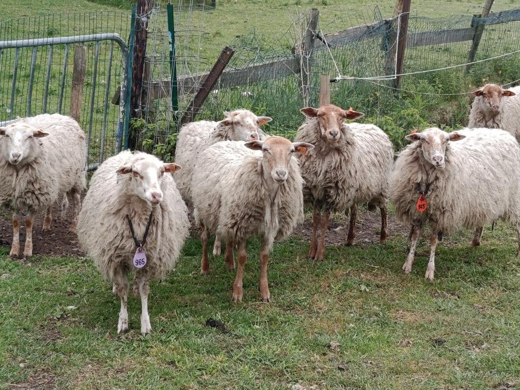 houtlander ooitjes drachtig