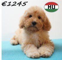 Prachtige Abrikoos & Rode Poedelpuppy’s te koop, Dieren en Toebehoren, Poedel, 15 weken tot 1 jaar, Handelaar, Buitenland