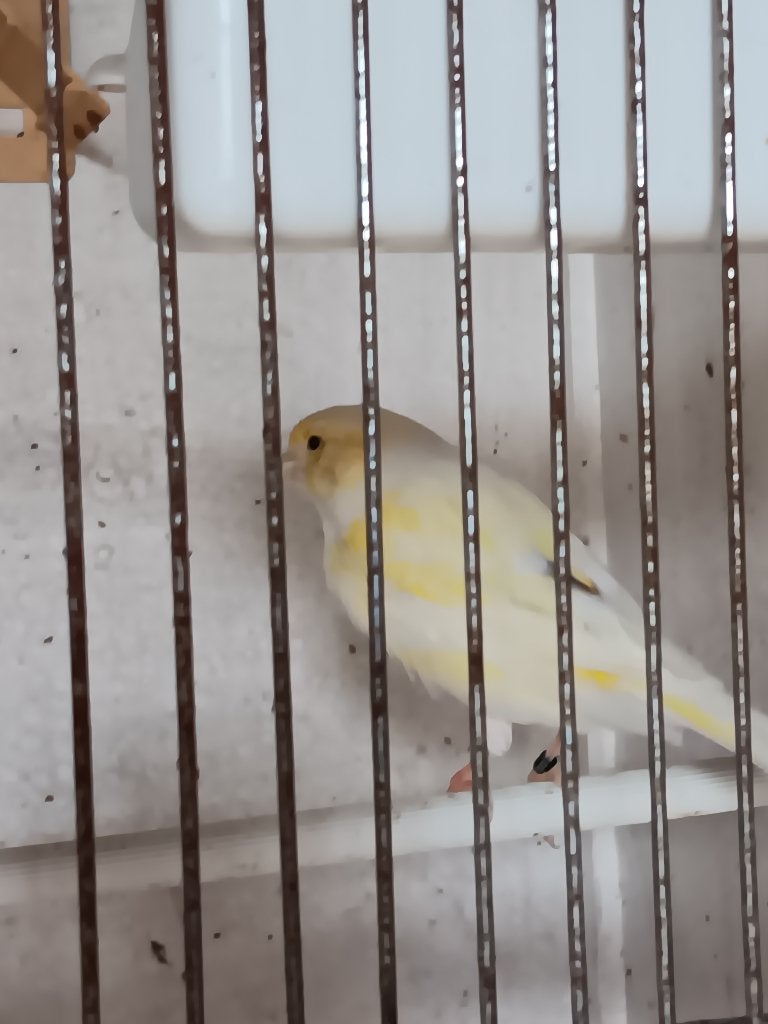 yorken, Dieren en Toebehoren, Meerdere dieren, Postuurkanarie
