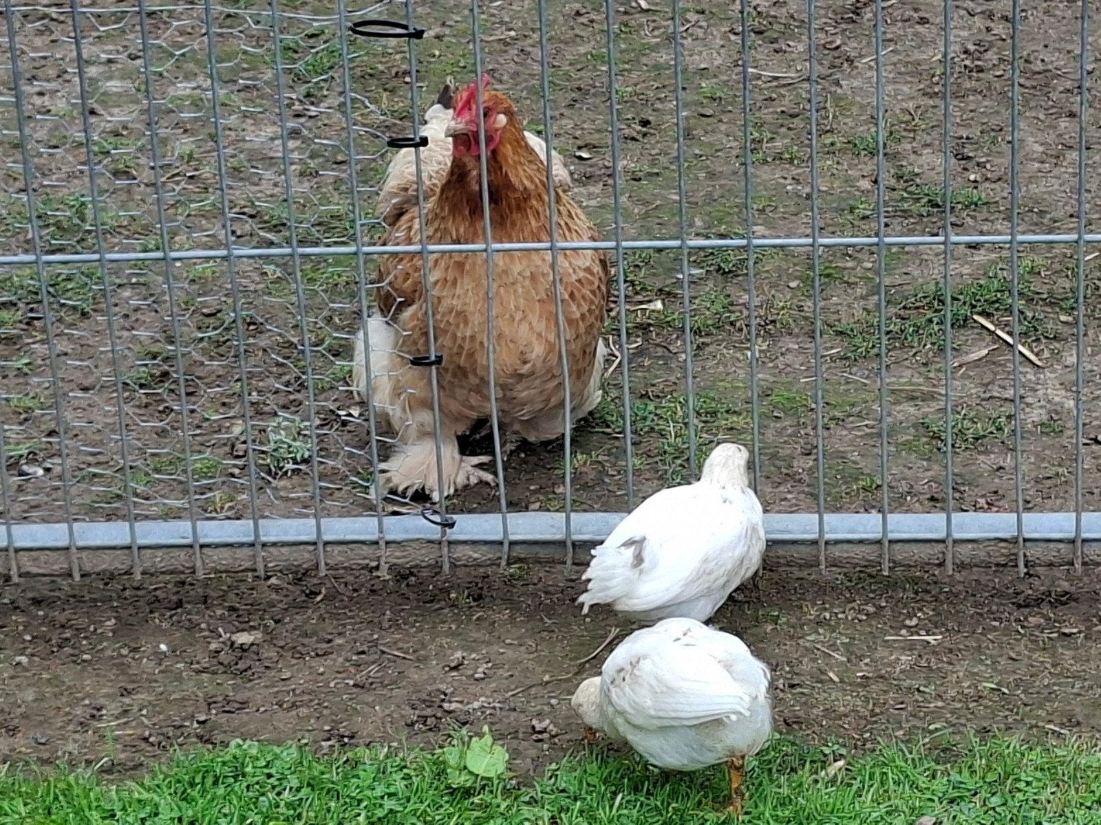 3 kuikens te koop, Dieren en Toebehoren, Pluimvee