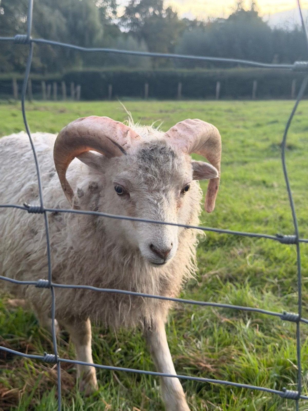2 Ouessant ram, Dieren en Toebehoren, Mannelijk, Schaap, 0 tot 2 jaar