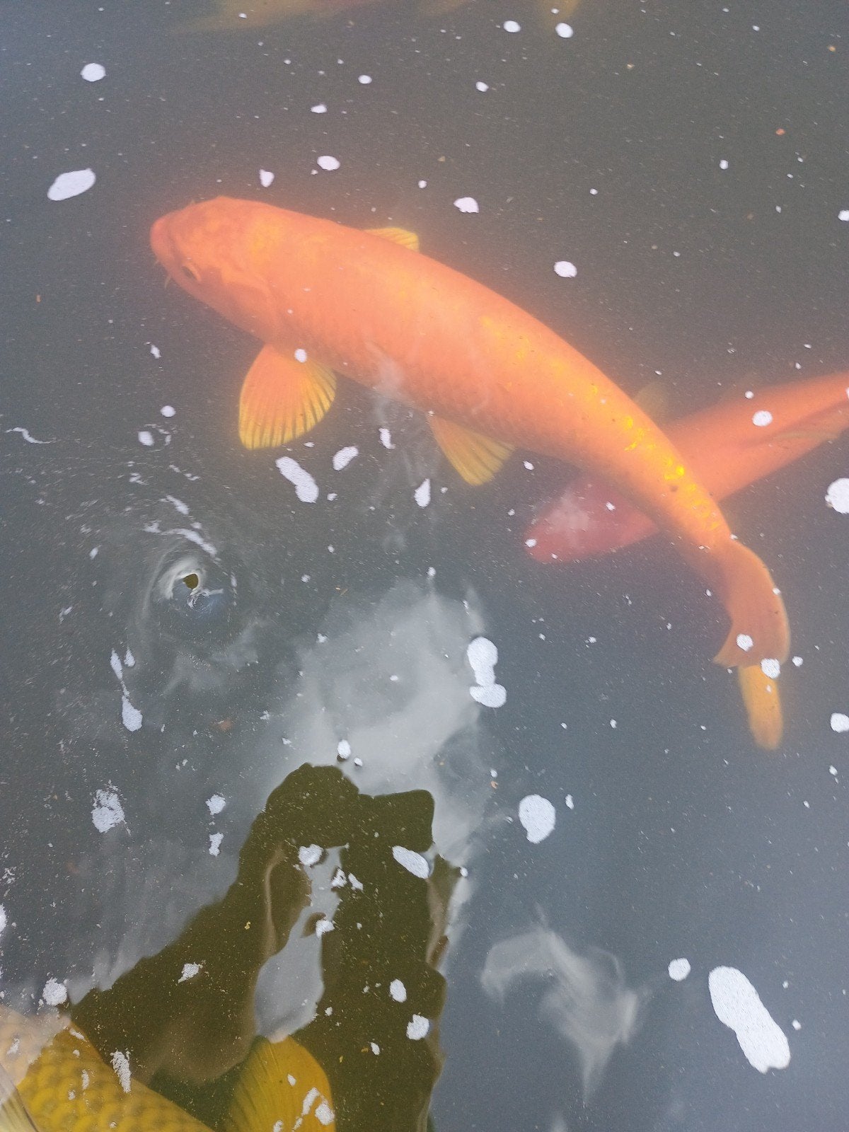te koop koi  50cm, Dieren en Toebehoren, Vissen | Vijvervissen, Karper of Koi