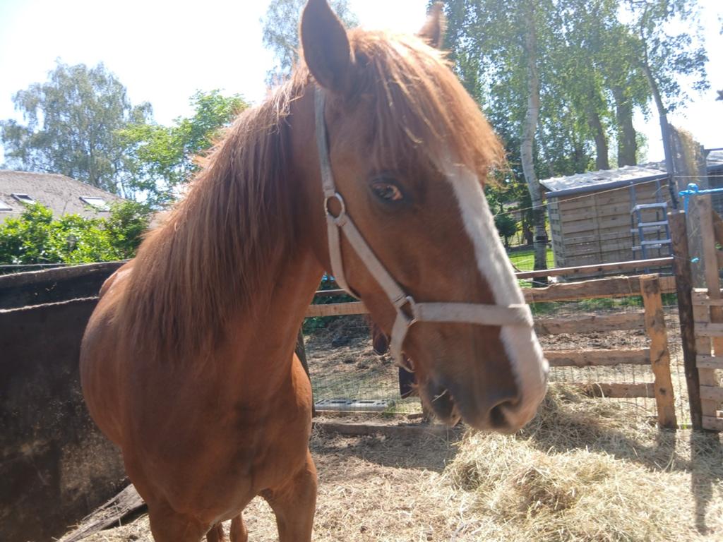 Draver 3j, Dieren en Toebehoren, Paarden, Ruin