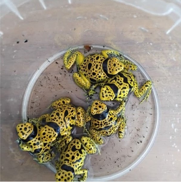 Dendrobate leucomelas auratus, Animaux & Accessoires, Amphibien, 0 à 2 ans