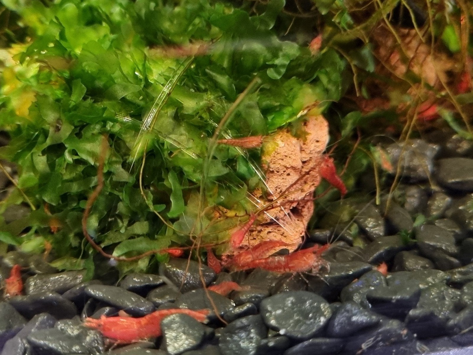 Mix rili en vuurgarnalen, Dieren en Toebehoren
