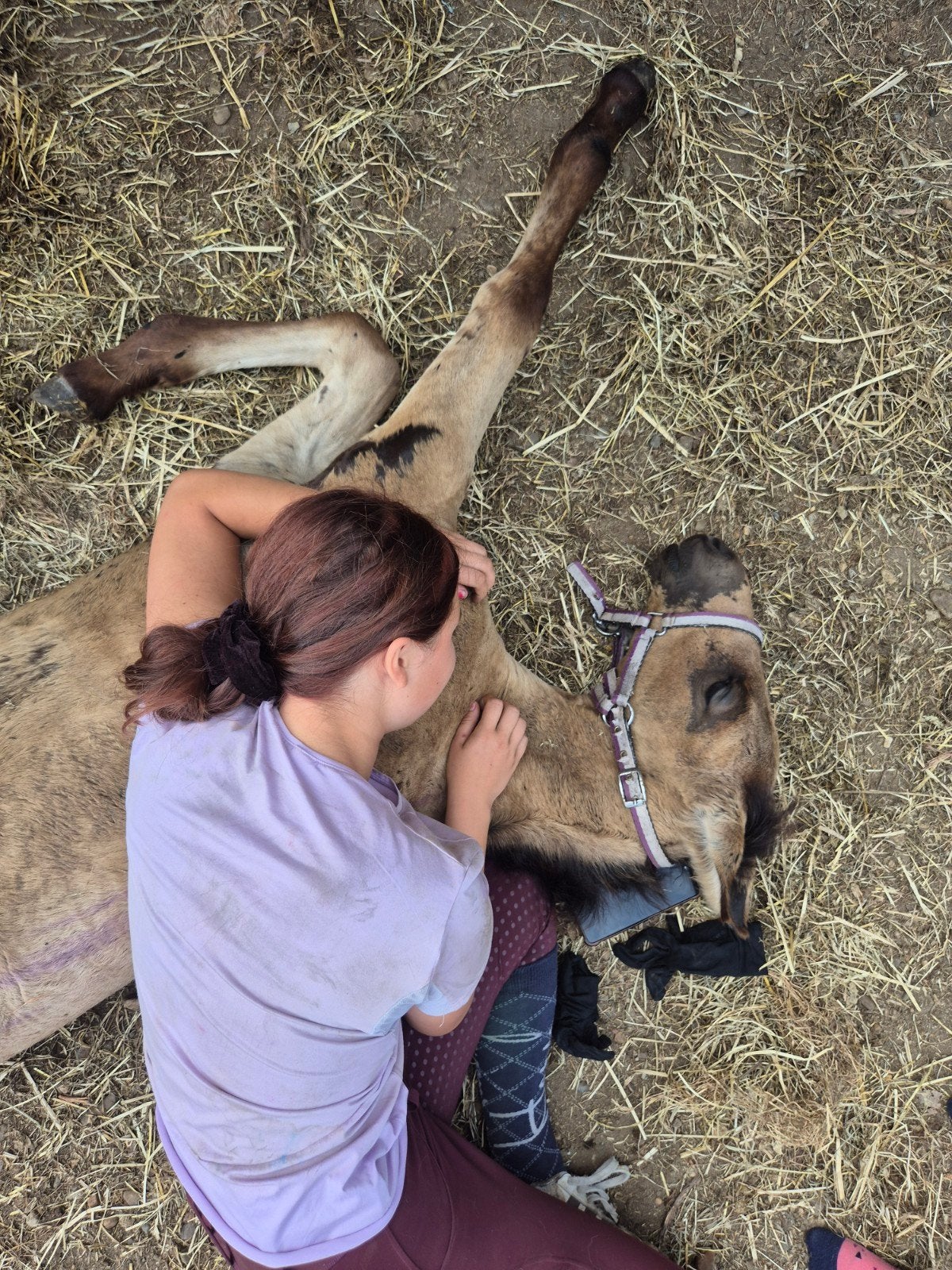Cruzado veulen, Dieren en Toebehoren
