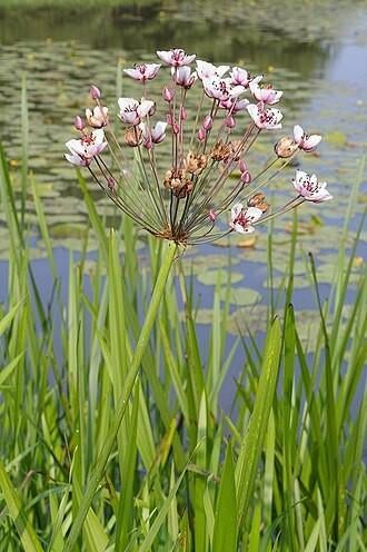 Vijverplant zwanebloem, Ophalen