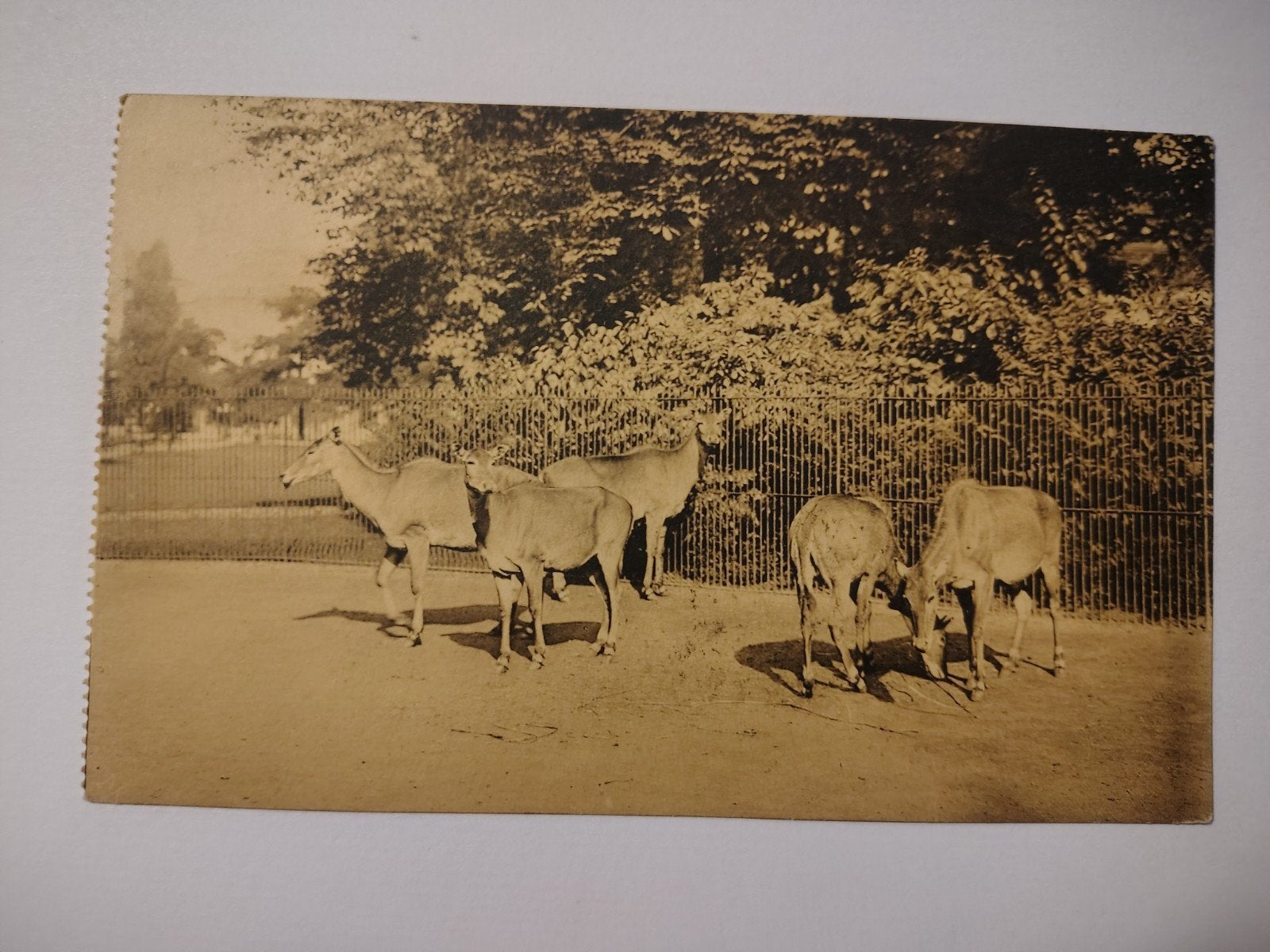 Antwerpen Dierentuin. Indische Nijlgau-Antilopen., Verzamelen, Ophalen of Verzenden, Antwerpen