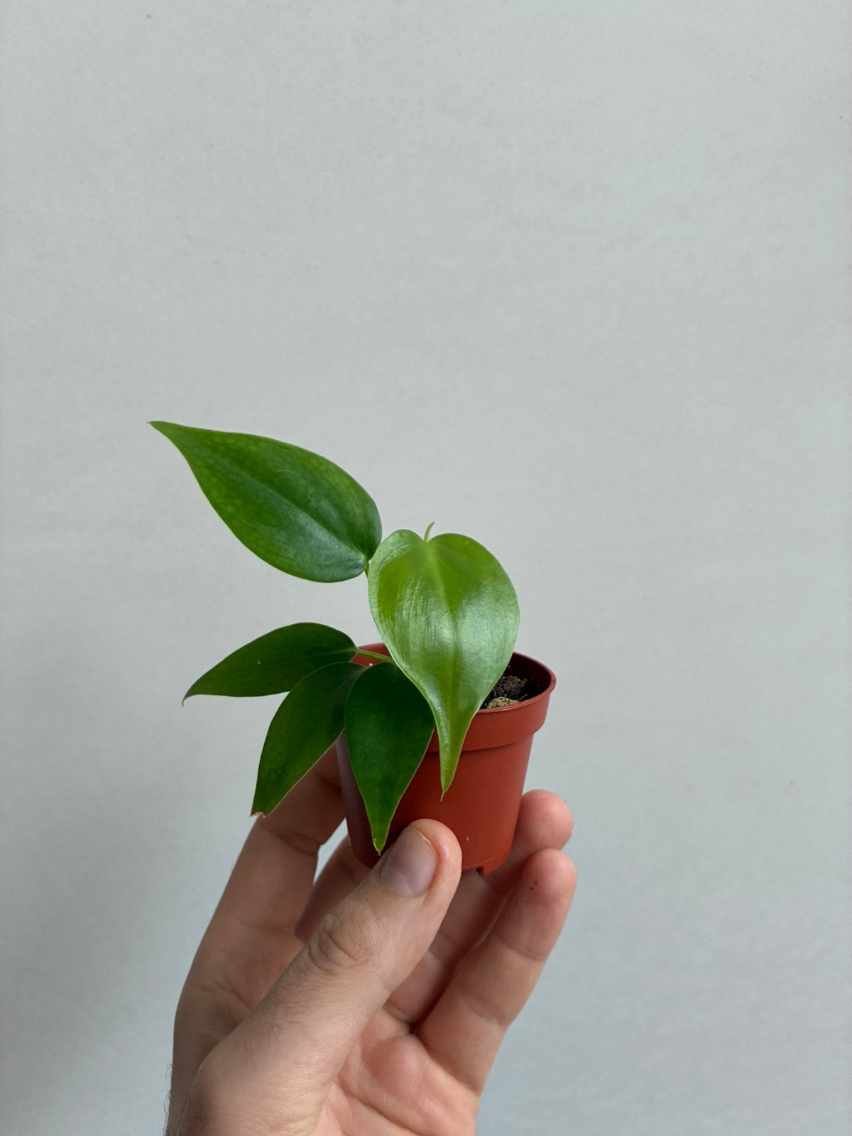 Philodendron scandens, Enlèvement