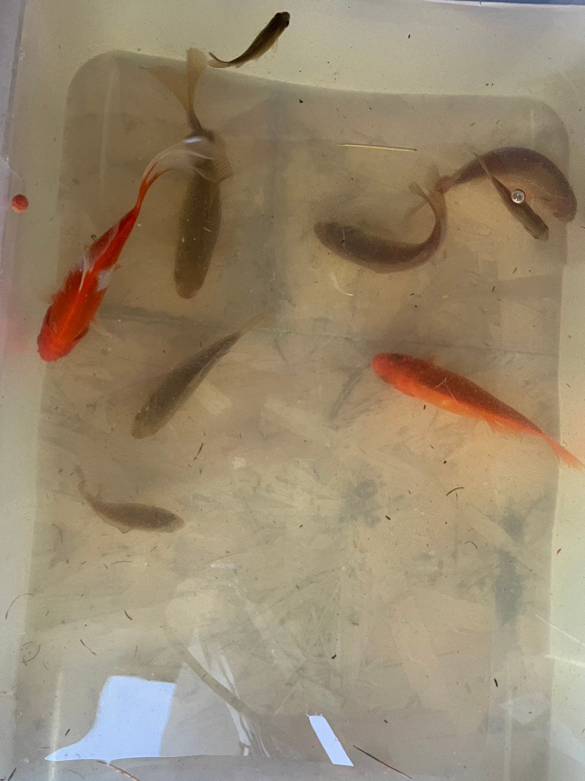 Goudvissen, Dieren en Toebehoren, Goudvis(sen)