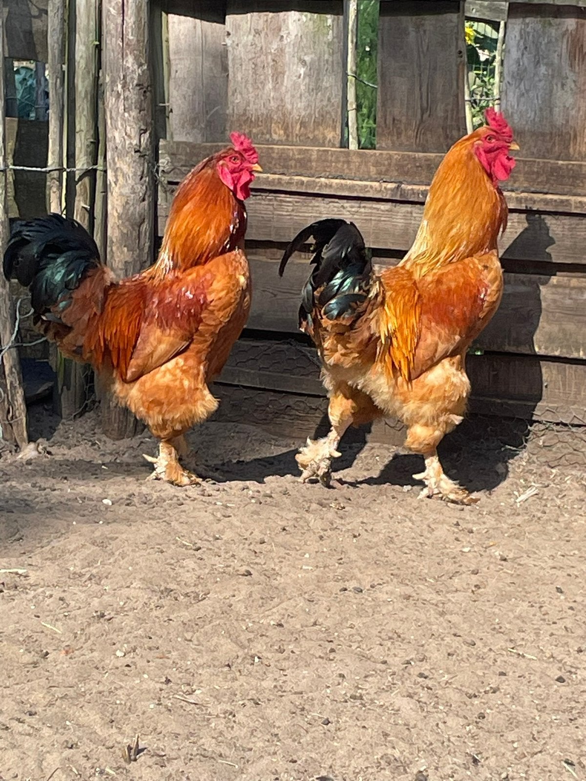 Brahma haan 1,5 jaar oud, Mâle, Poule ou poulet