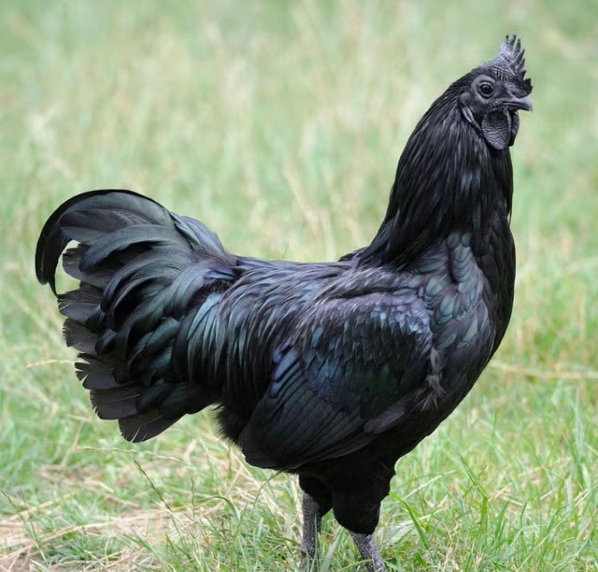 Haan Ayami cemani, Dieren en Toebehoren