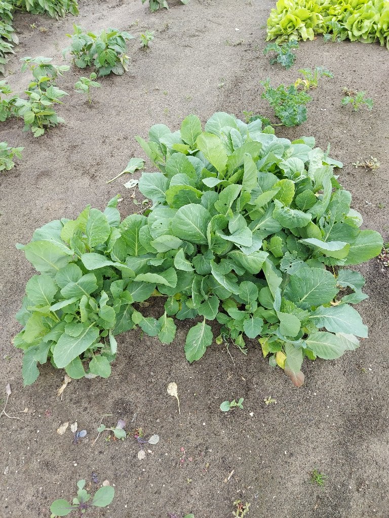 Spitskoolplantjes - 4 stuks voor 1 euro, Tuin en Terras, Planten | Tuinplanten, Ophalen, Eenjarig, Groenteplanten