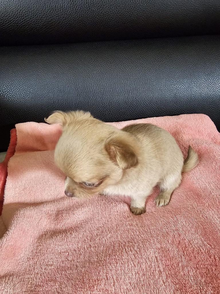 Langharig chihuahua teefje, Chienne, Belgique, 8 à 15 semaines, Éleveur | Loisir