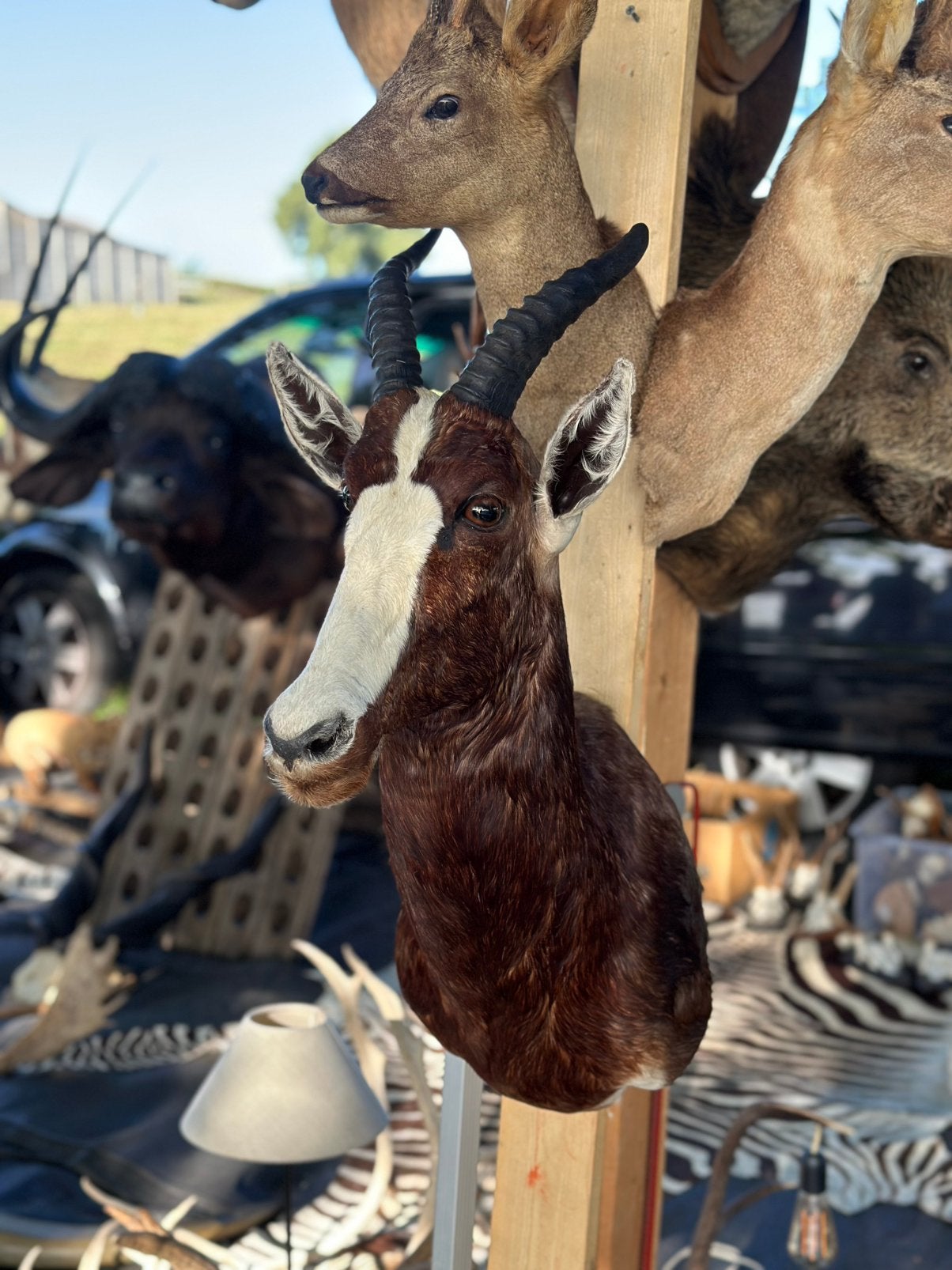 Taxidermie te koop, Enlèvement