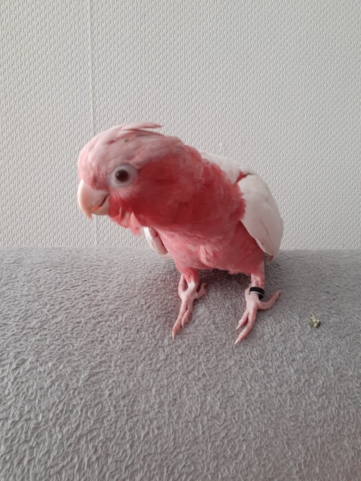 lutino à vendre, Animaux & Accessoires, Mâle