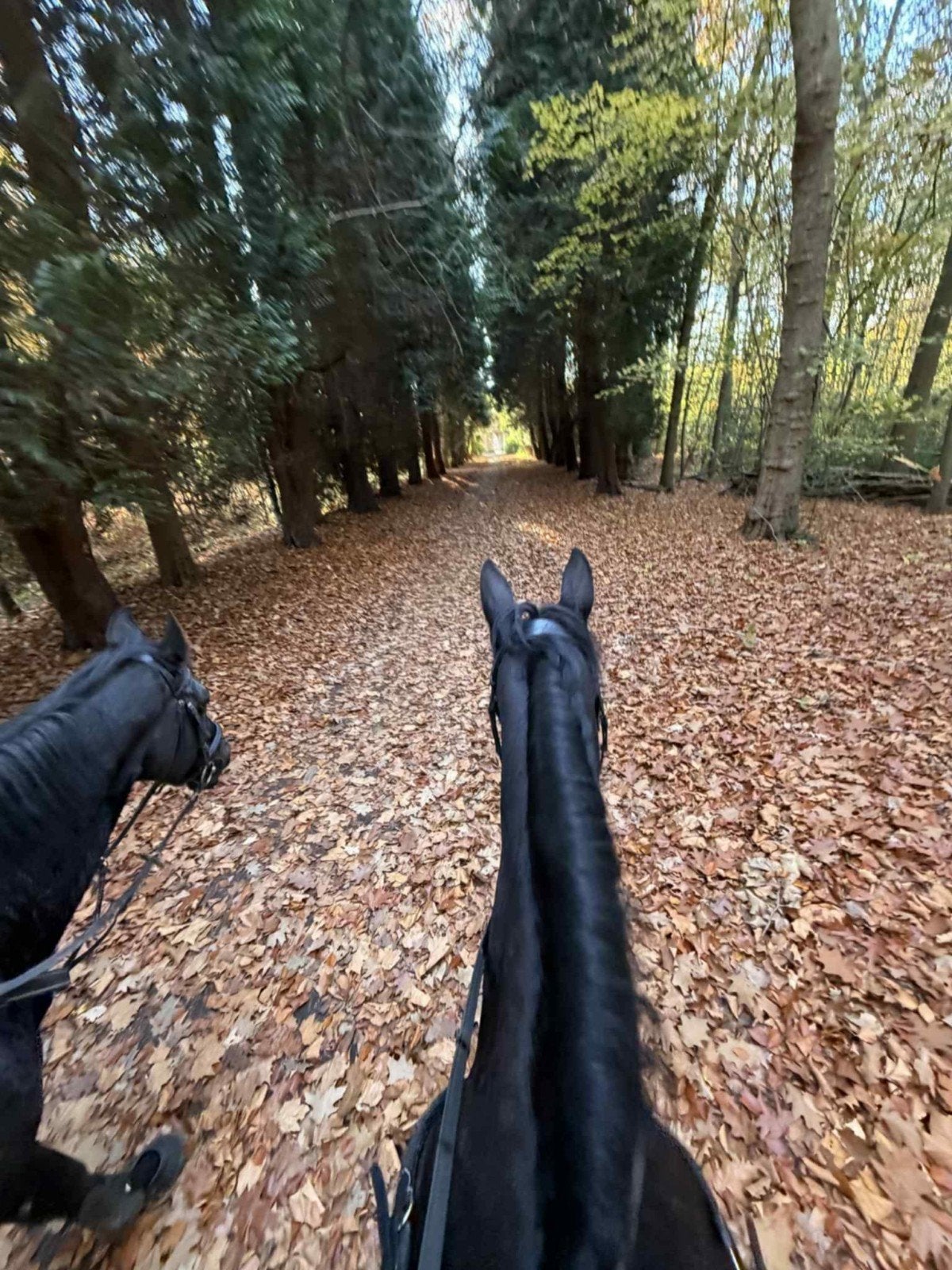 Mooie Belgische draver voor gevorderde ruiter, Dieren en Toebehoren, Paarden, Merrie, 165 tot 170 cm, 11 jaar of ouder, Springpaard