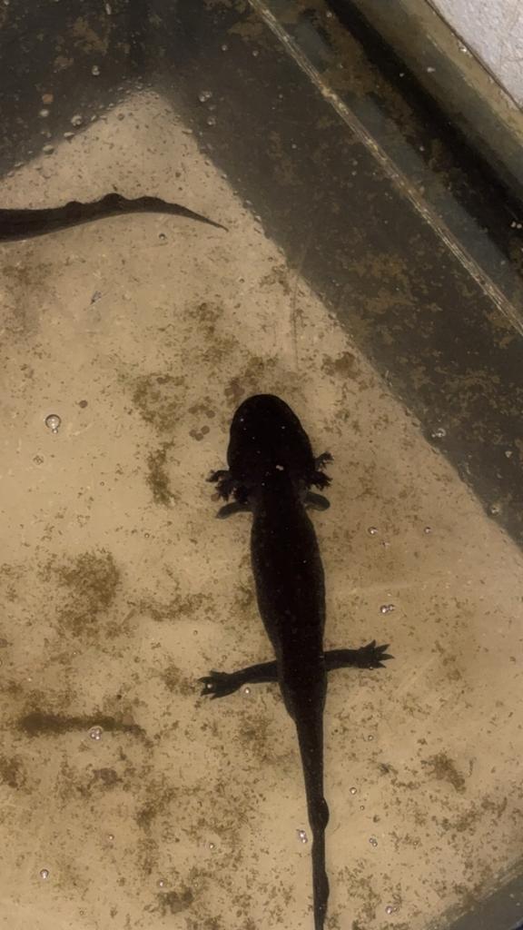 Axolotl