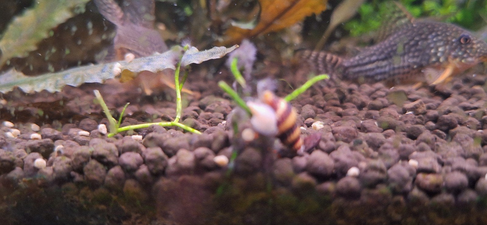 plantjes, garnalen en helenaslakken, Overige typen, Zoetwatervis