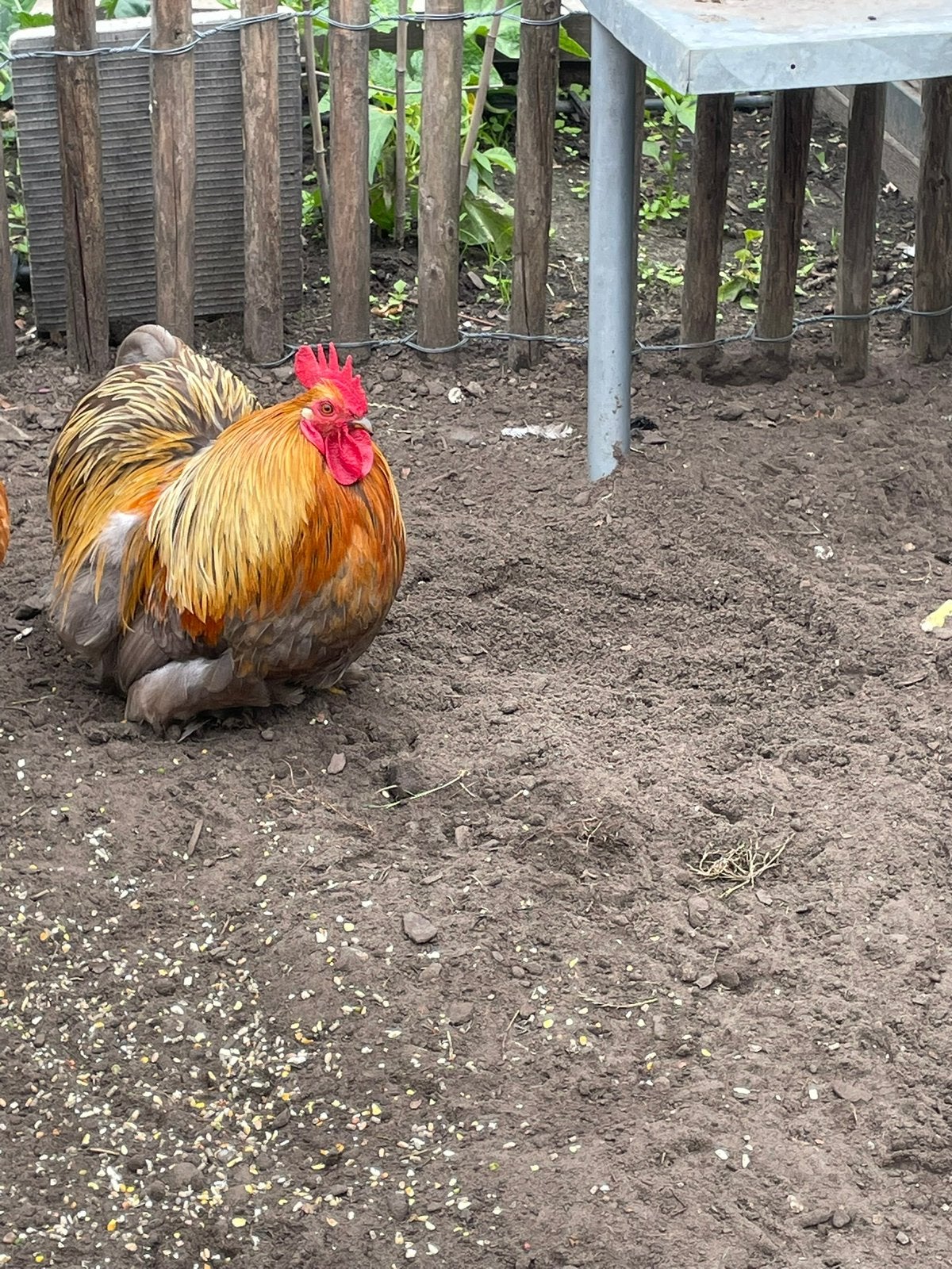 Cochin haantje, Dieren en Toebehoren, Mannelijk