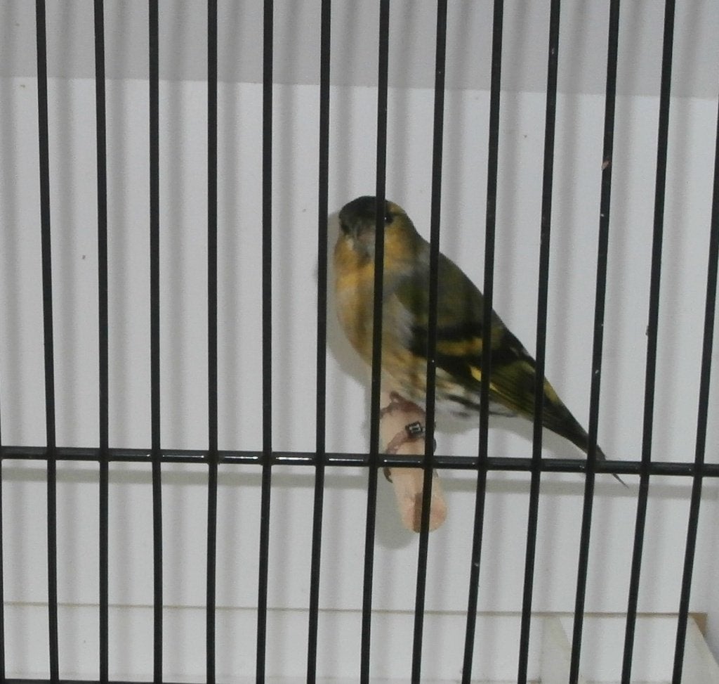 tarin des aulnes, Animaux & Accessoires, Mâle, Oiseau chanteur sauvage, Bagué