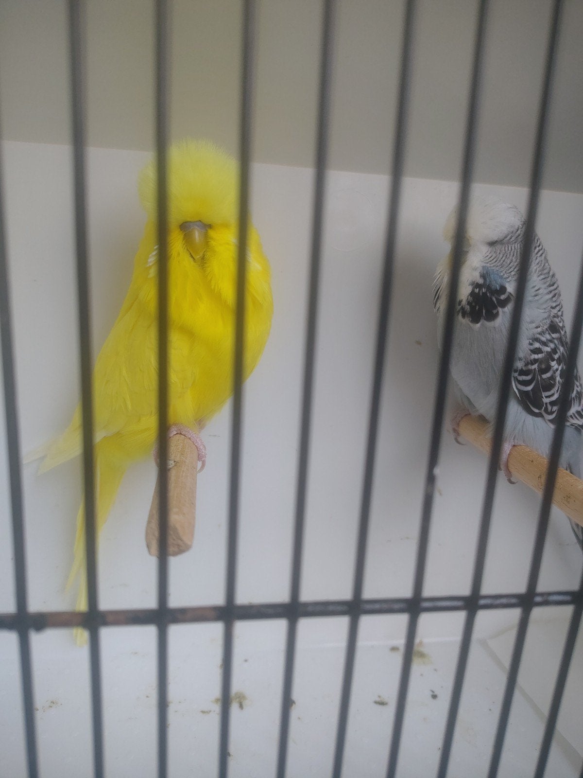Perruches anglaises, Animaux & Accessoires, Oiseaux | Perruches & Perroquets