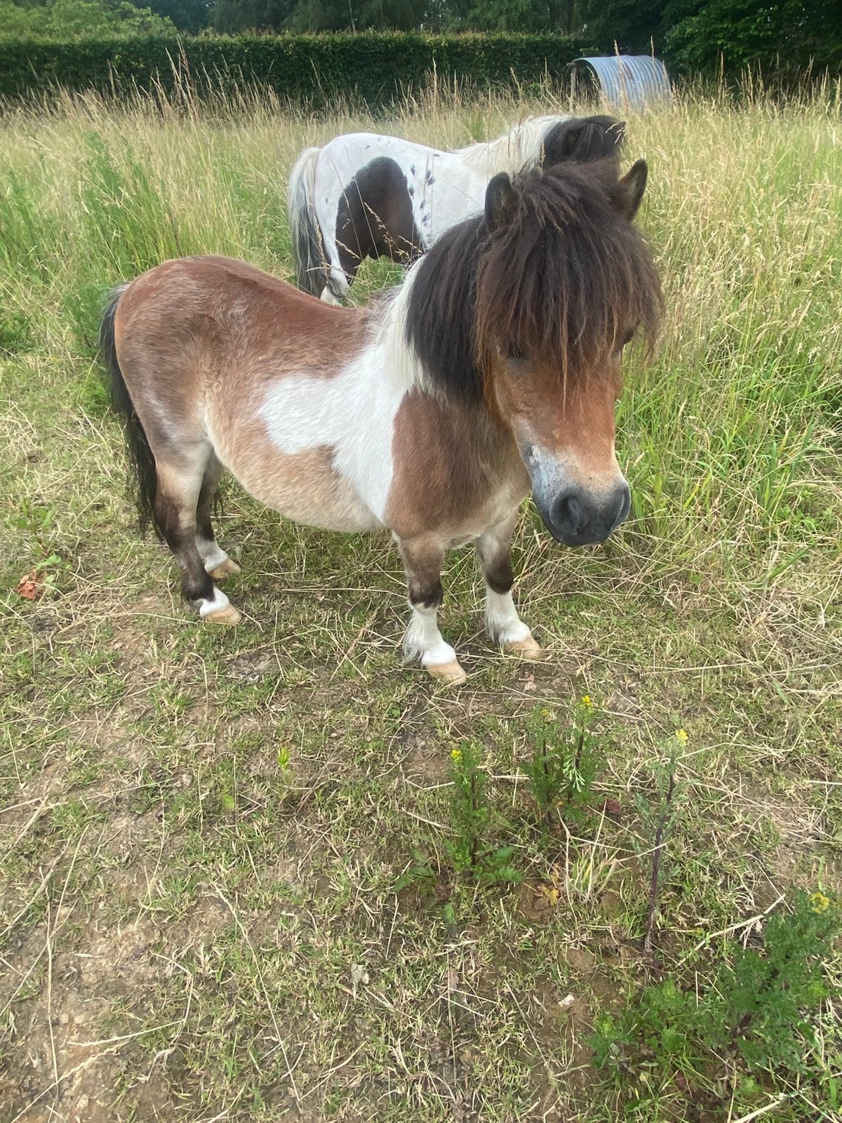Shetland (kinder) pony, Met stamboom, Ruin, Zadelmak, A pony (tot 1.17m)