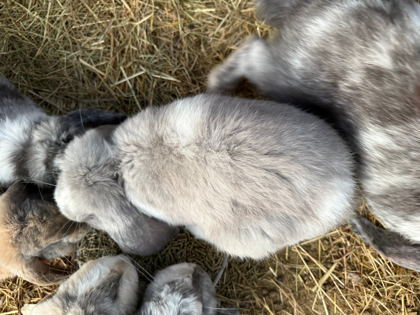Franse hangoor ram, Animaux & Accessoires, Lapins, Mâle, Grand, Oreilles tombantes, 0 à 2 ans
