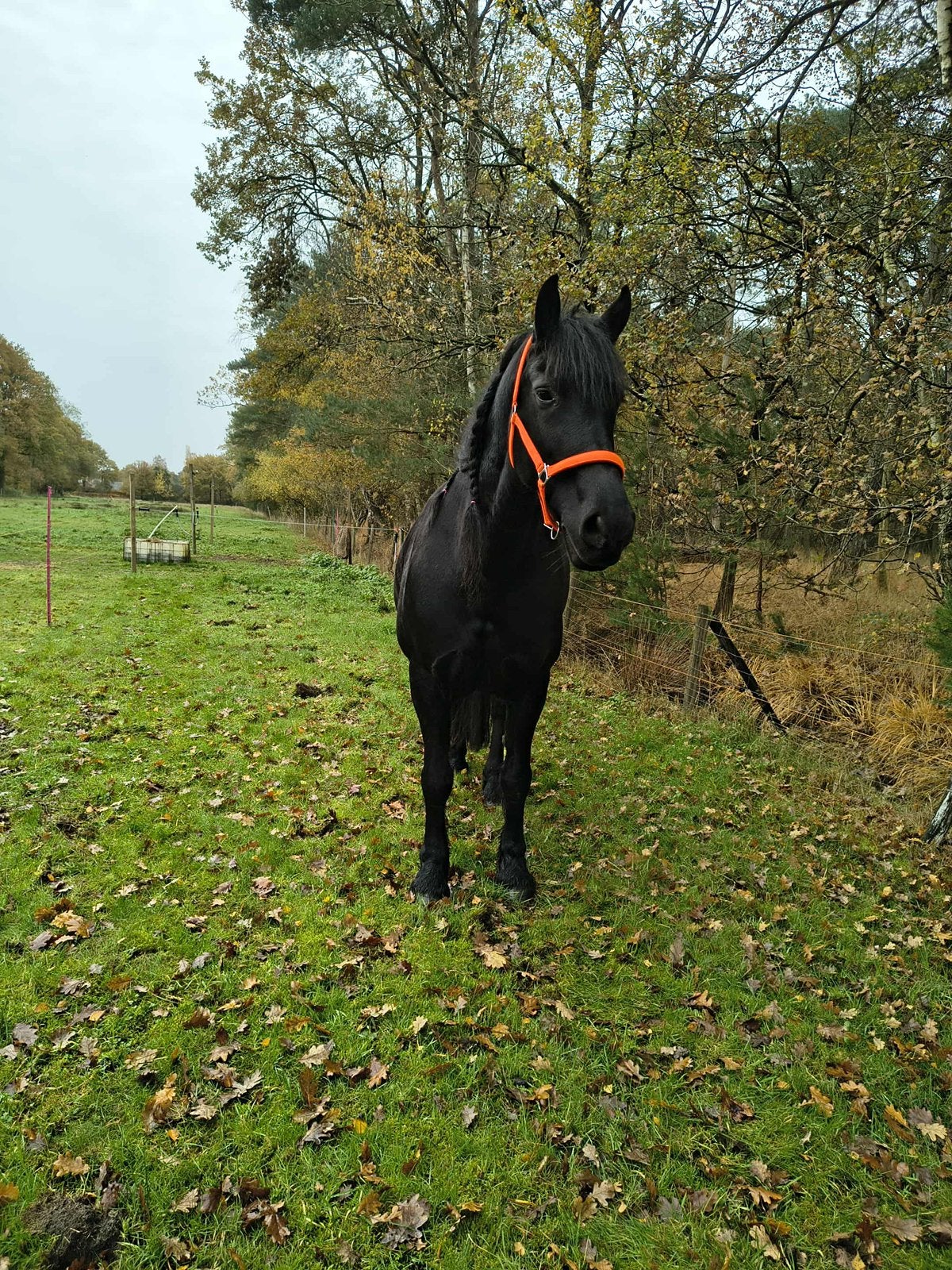 Paardrijles