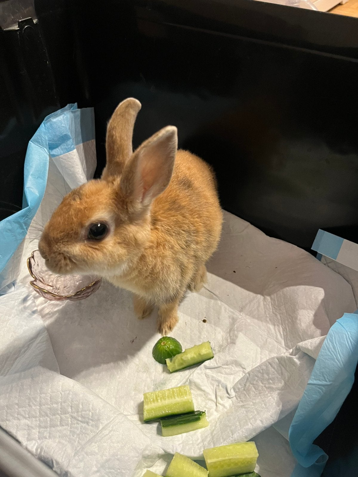 Dwerg konijn, Dieren en Toebehoren, Konijnen, Geslacht onbekend, Dwerg