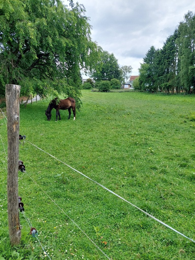 Weide beschikbaar voor ouder, rustig paard – Eigenbrakel, Dieren en Toebehoren, Stalling en Weidegang, Weidegang, 1 paard of pony
