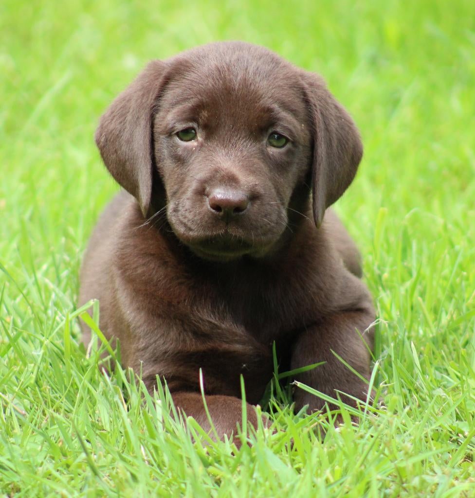 Chiots du Labrador, Labrador retriever, Plusieurs, Hépatite contagieuse (maladie de Rubarth), Belgique