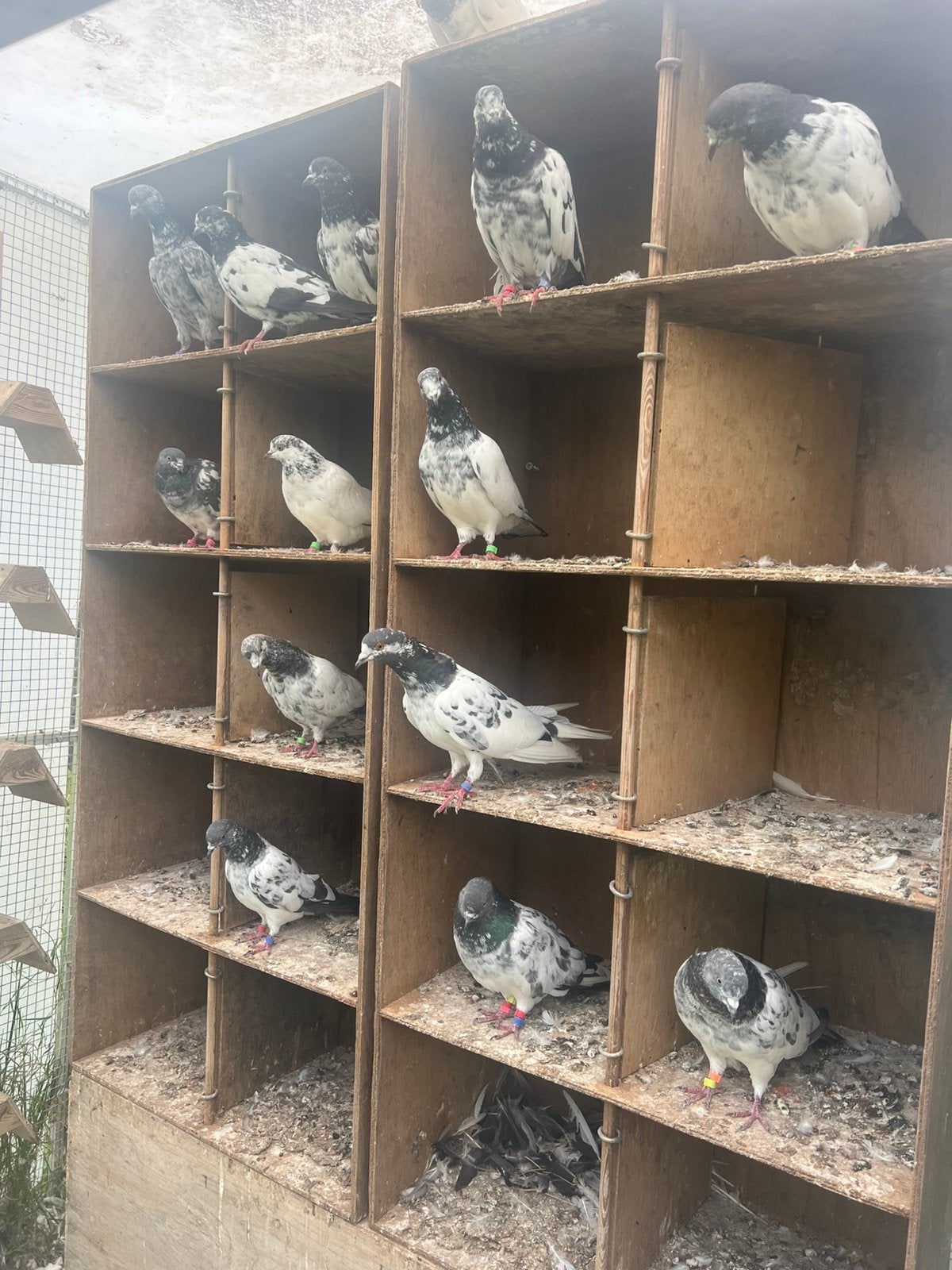 20 PIGEONS PAKISTANAIS VOLENT TRÈS HAUT ET TRÈS LONGTEMPS, Animaux & Accessoires, Oiseaux | Pigeons