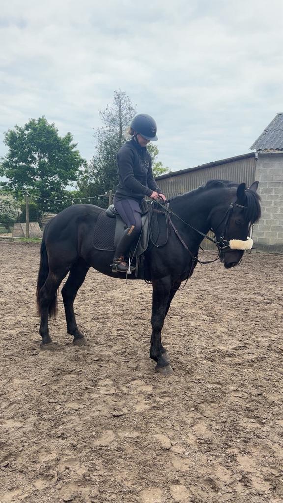 Opzoek naar jonge paarden, Dieren en Toebehoren