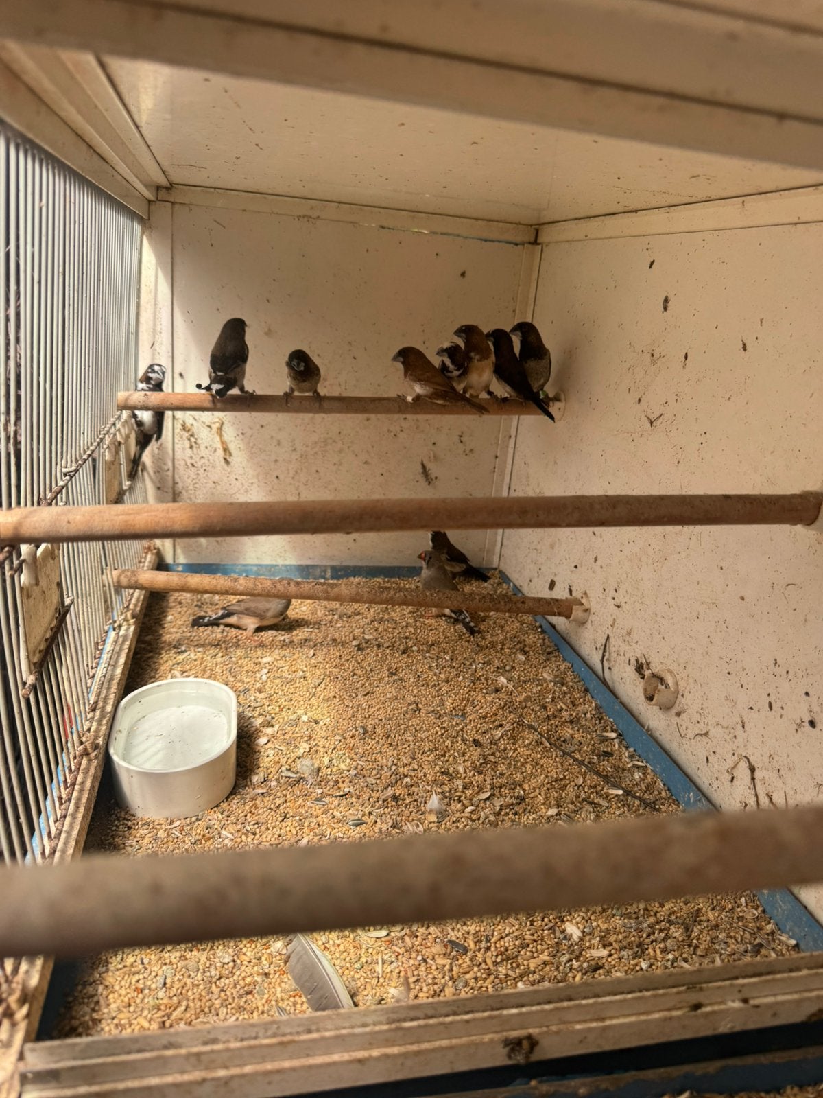 Japanse meeuwen, Dieren en Toebehoren, Geringd