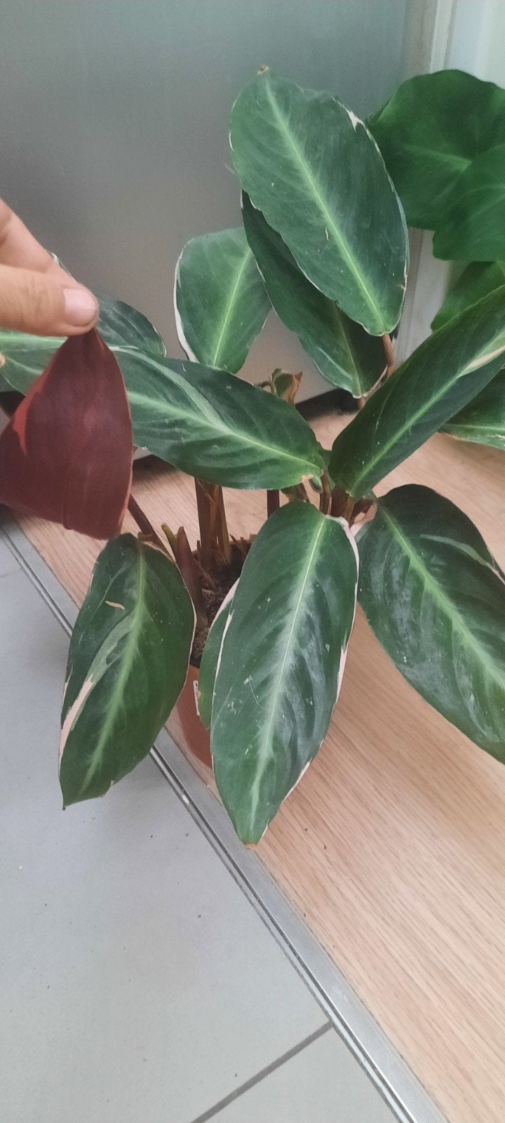 plante dracaena marginata tricolor 20, Huis en Inrichting, Ophalen, Overige soorten, Halfschaduw, Minder dan 100 cm