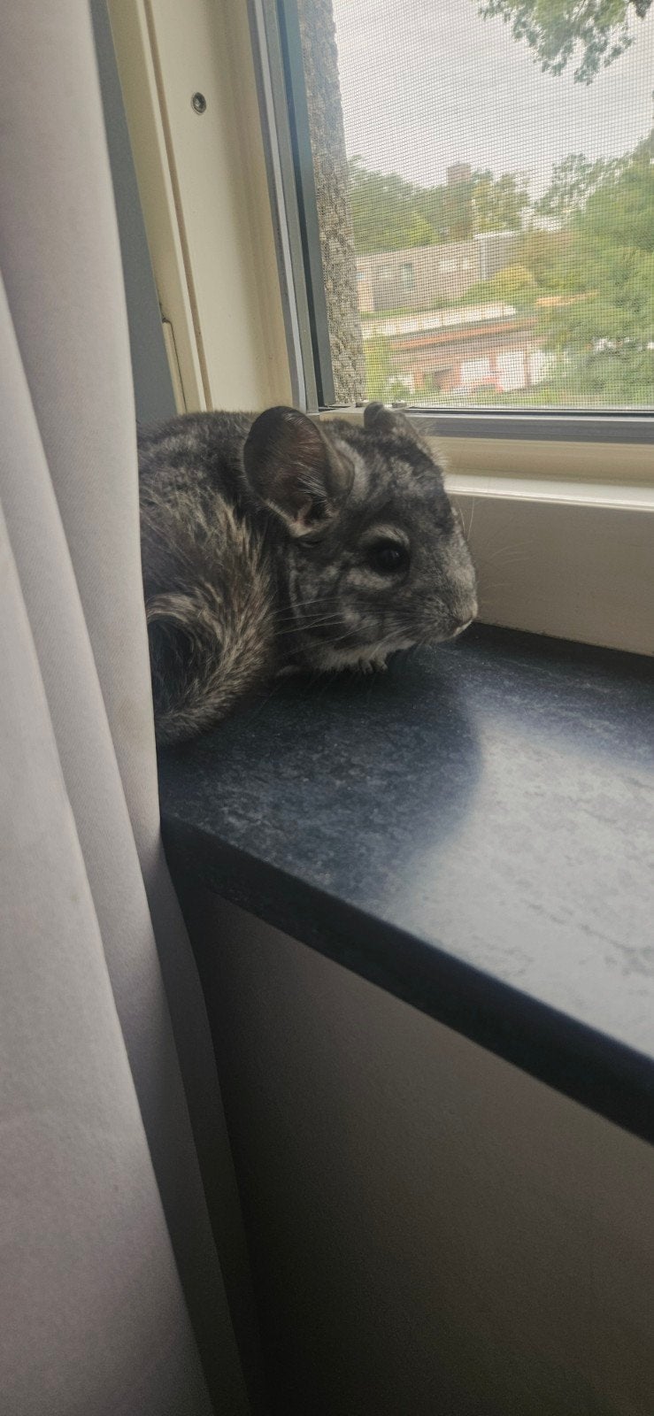 chinchillabokje, Animaux & Accessoires, Chinchilla, Mâle, Mars, Domestique