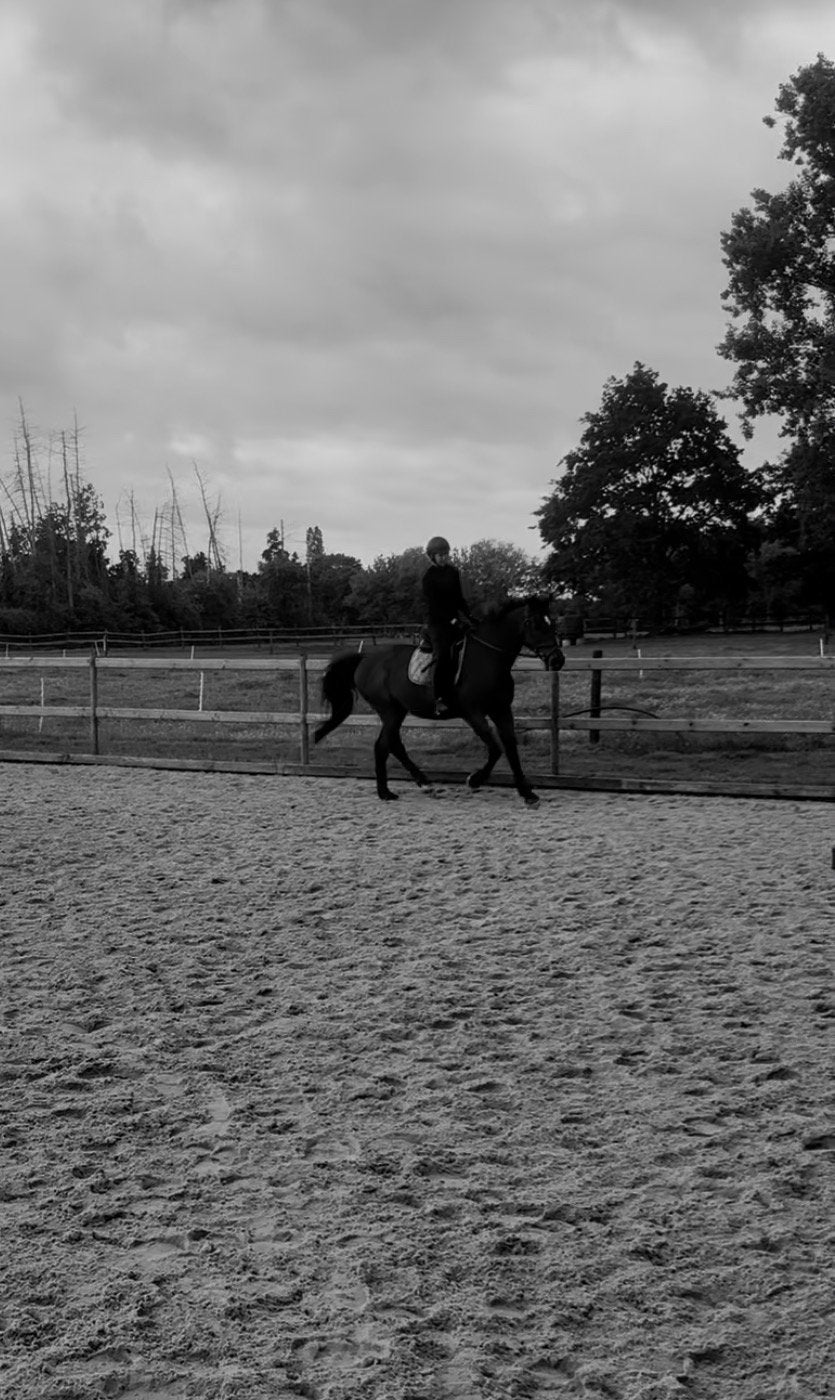 Ruiter zoekt verzorgpaard️, Dieren en Toebehoren, Paarden