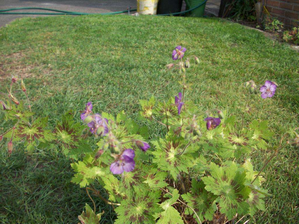 Geranium Phaeum en andere, Tuin en Terras, Planten | Tuinplanten, Vaste plant, Halfschaduw, Lente, Ophalen