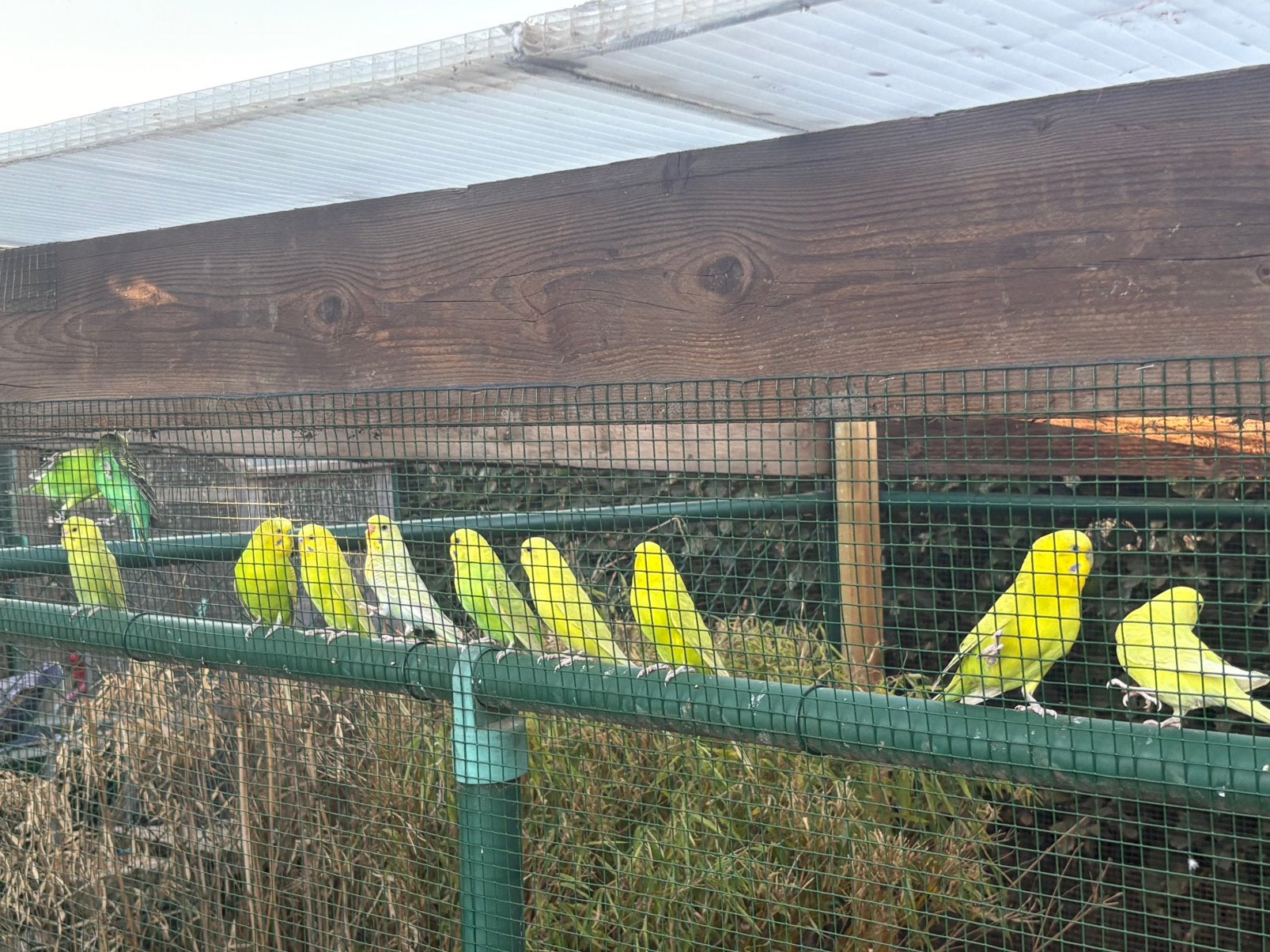 Vogels