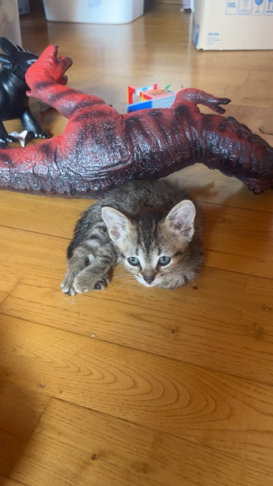 3 kittens zoeken een warme thuis!, Dieren en Toebehoren, Meerdere dieren, 0 tot 2 jaar