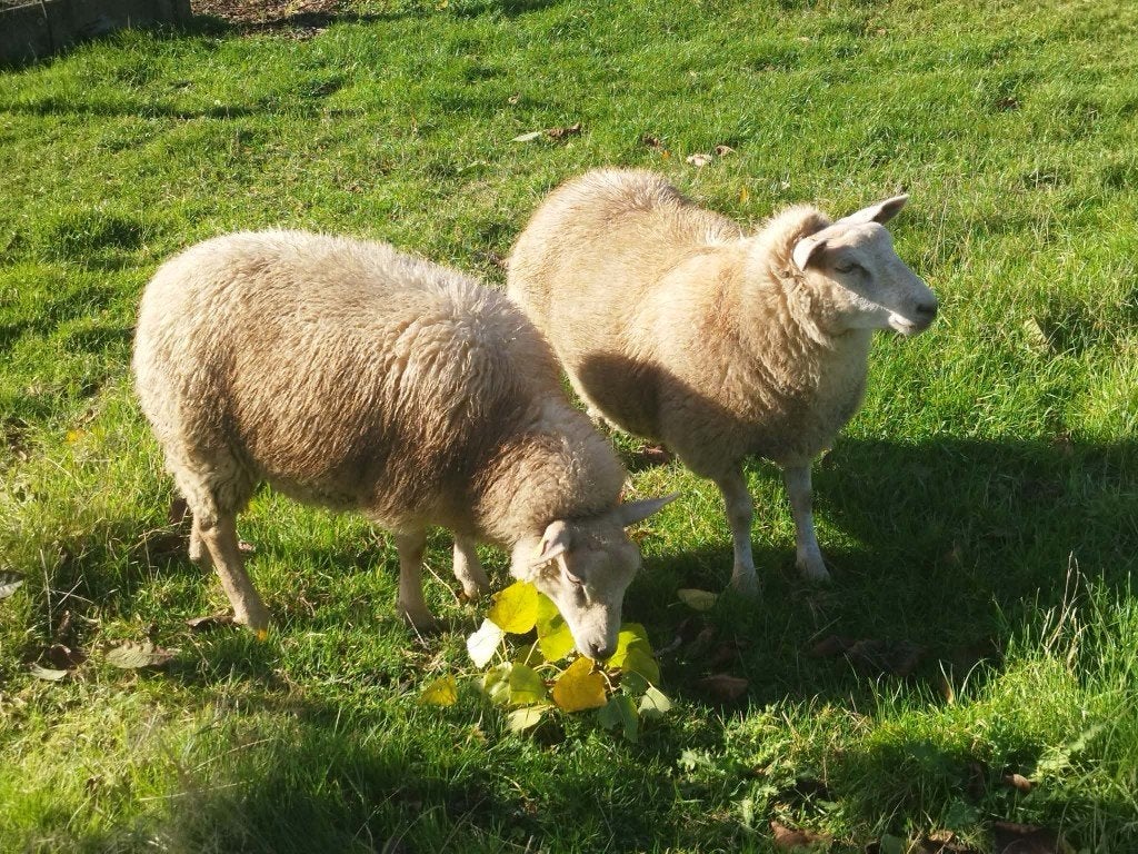 Schaapen, Dieren en Toebehoren, Vrouwelijk, Schaap, 0 tot 2 jaar