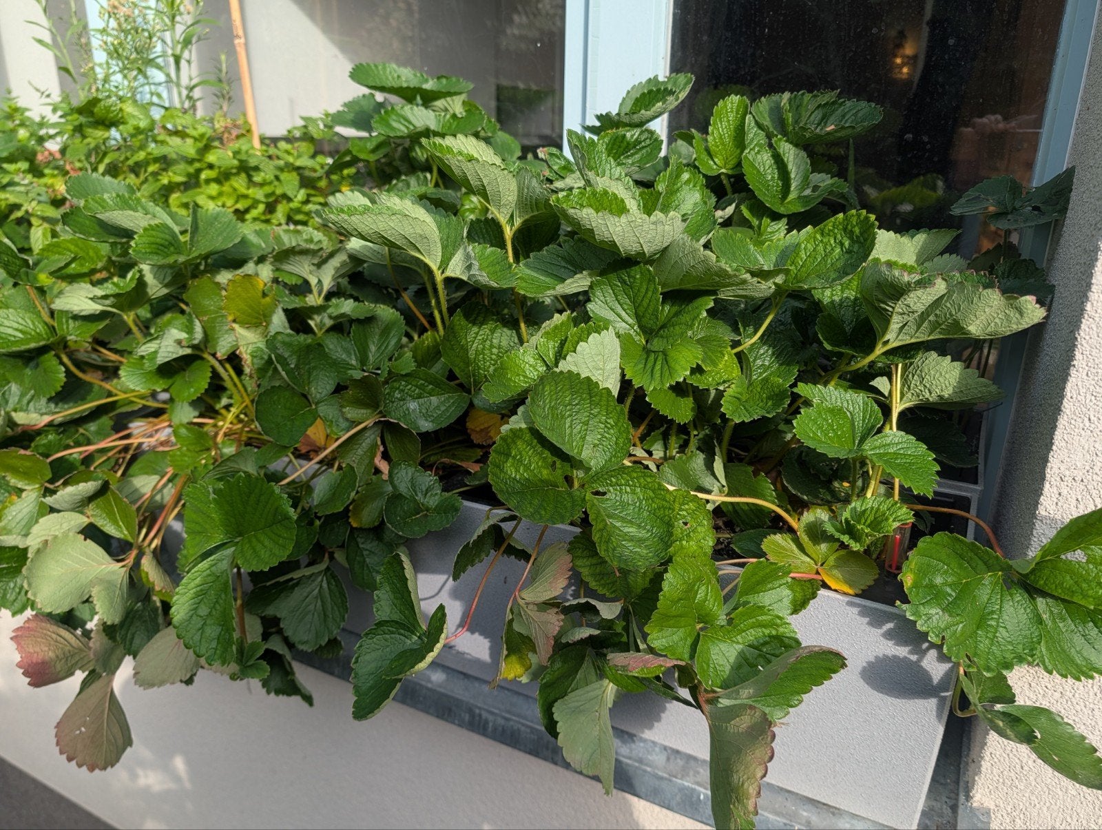 Plantenbakken, Ophalen