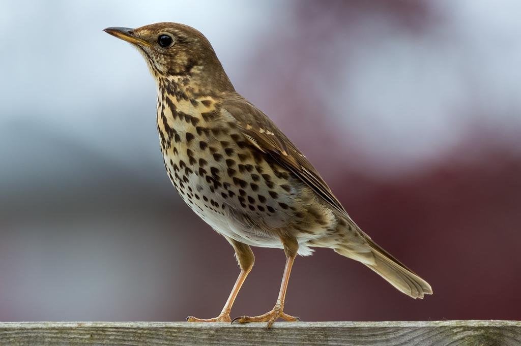 Zanglijsters 2026, Dieren en Toebehoren, Vogels | Overige Vogels, Meerdere dieren, Wildzangvogel, Geringd