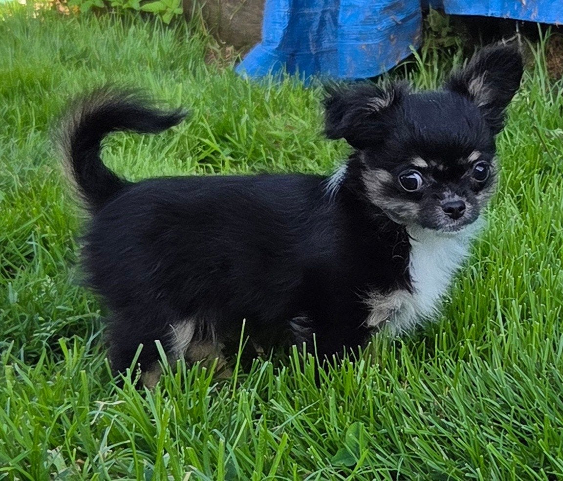 Chihuahua, Particulier, Maladie de Carré (chiens), Belgique, 8 à 15 semaines