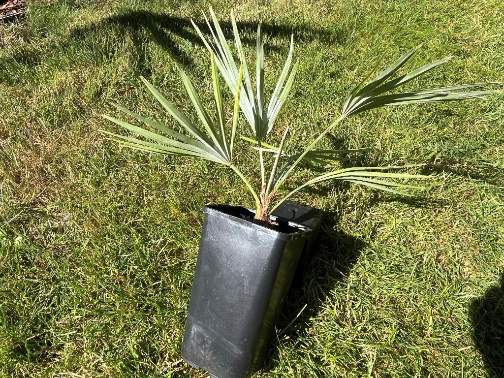 Trachycarpus princeps x wagnerianus., Enlèvement ou Envoi, En pot, Moins de 100 cm, Plein soleil